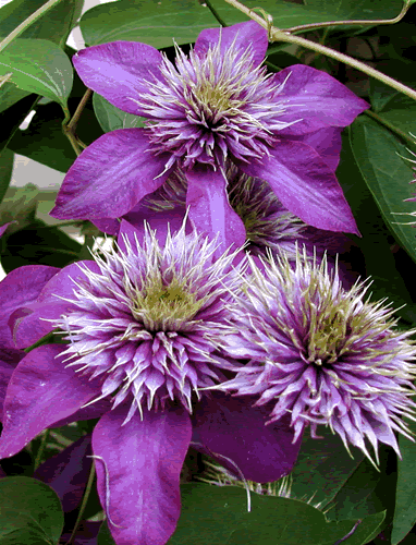 Clematis hybrida Multiblue